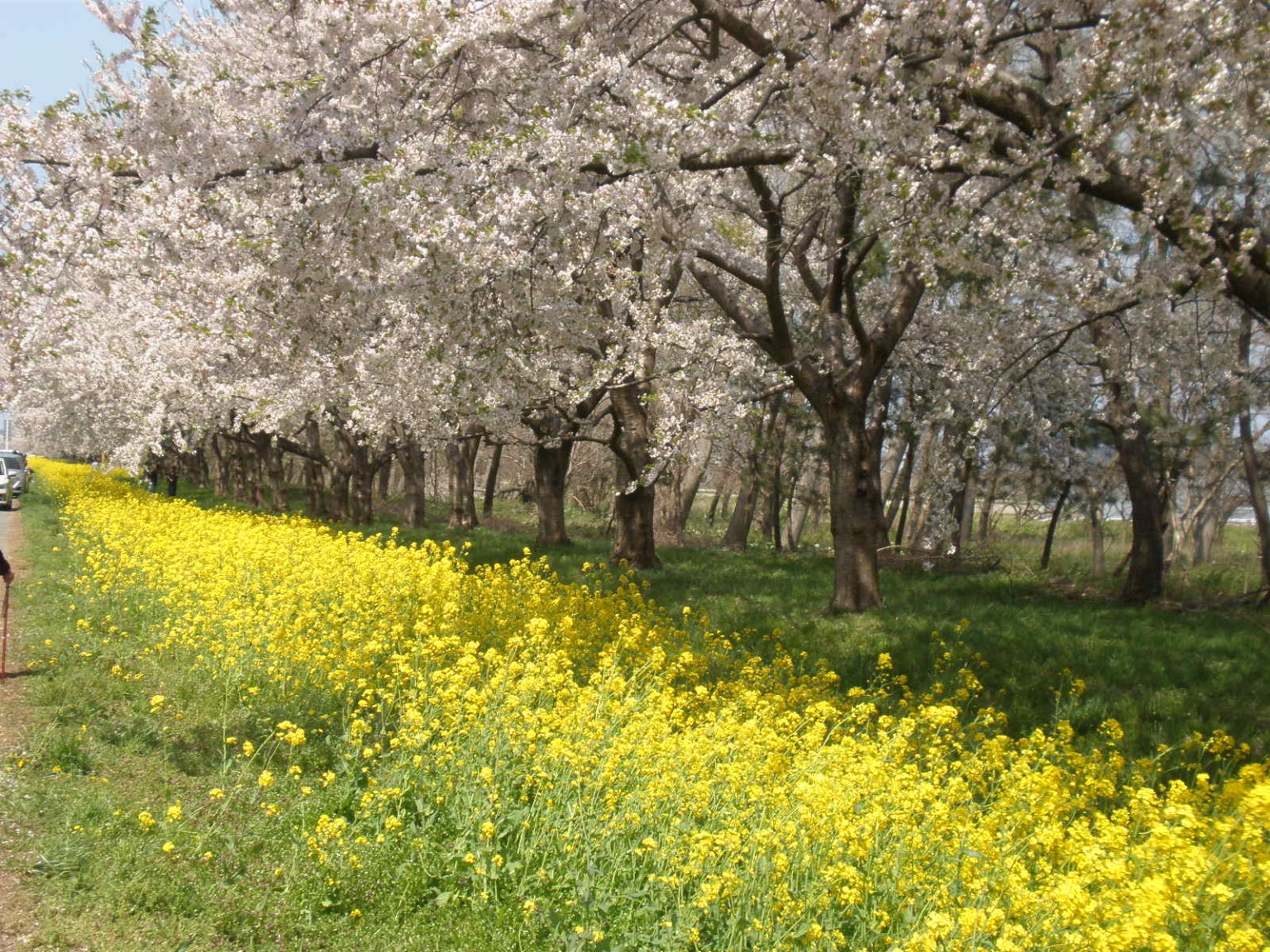 【男鹿半島】桜並木と菜の花ロードは延々と続く春の穴場♪ お出かけmikemico 【男鹿半島】桜並木と菜の花ロードは延々と続く春の穴場♪ お出かけmikemico